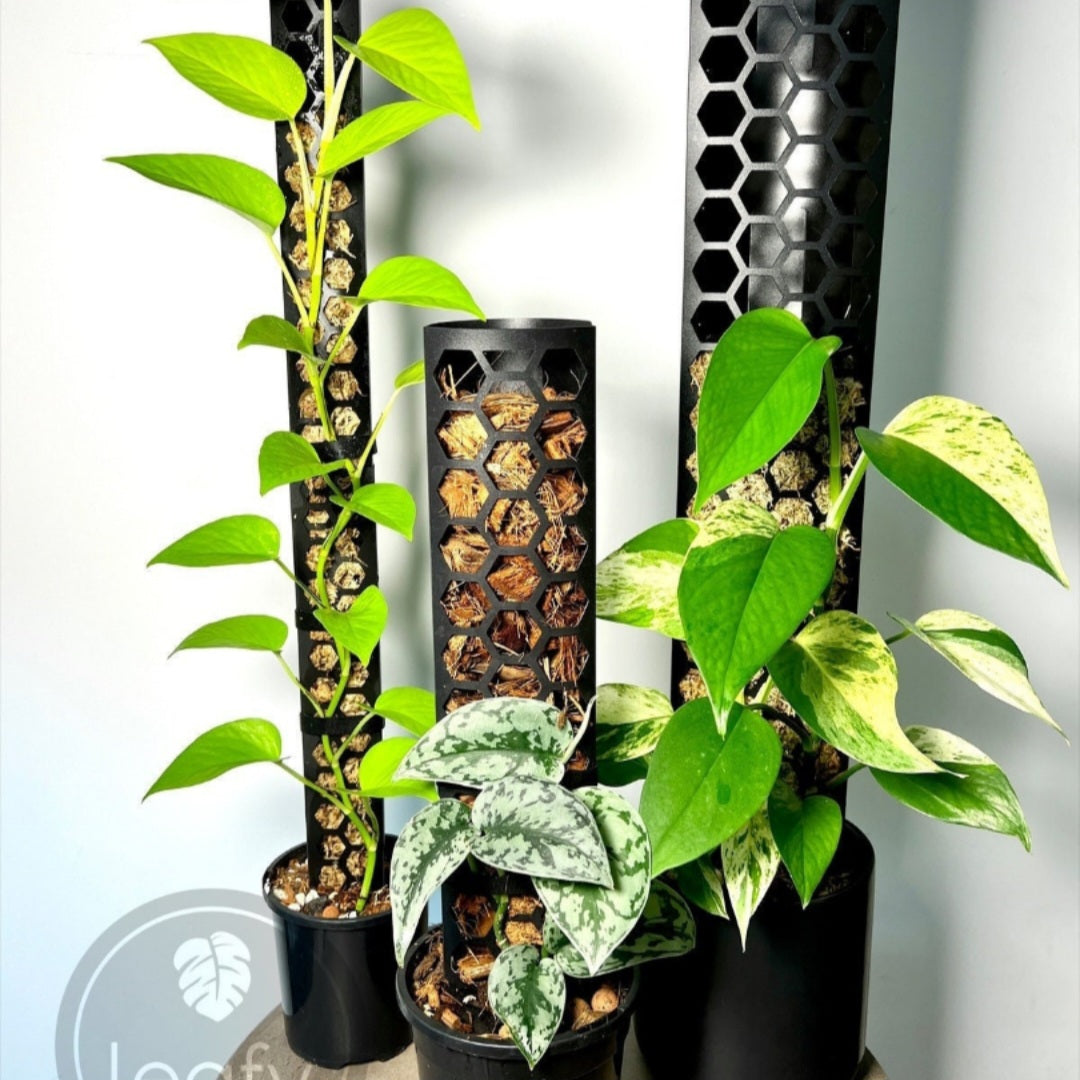 The Leafy Brand BLACK Honeycomb Moss Poles