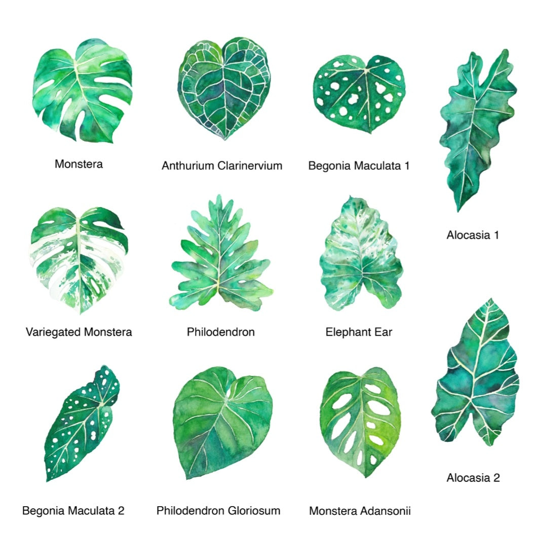 Watercolour Houseplant Leaf Stickers