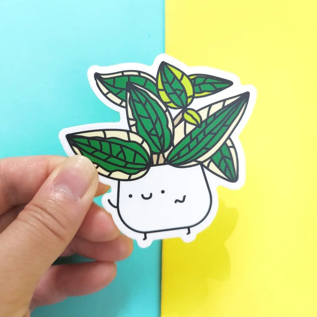 Variegated Hoya Macrophylla Vinyl Houseplant Sticker