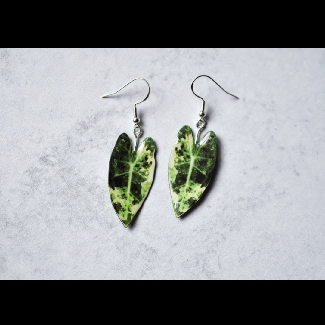 Alocasia Frydek Variegated Houseplant Earrings