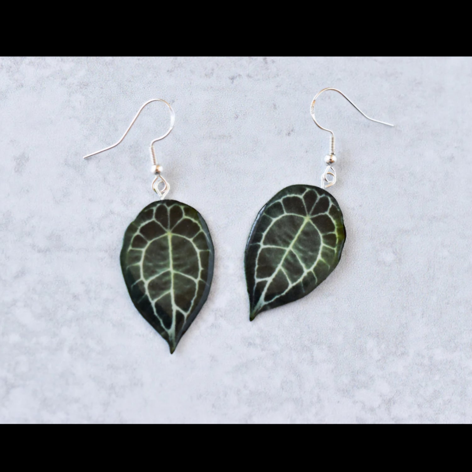 Anthurium Forgetii Houseplant Earrings