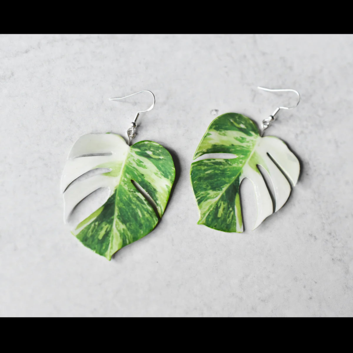 Monstera Borsigiana Albo Variegated Halfmoon Houseplant Earrings 