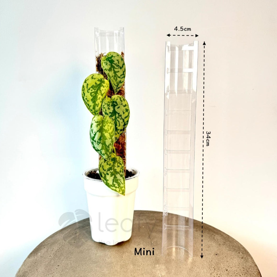 NEW The Leafy Brand 3.0 Moss Poles - CLEAR