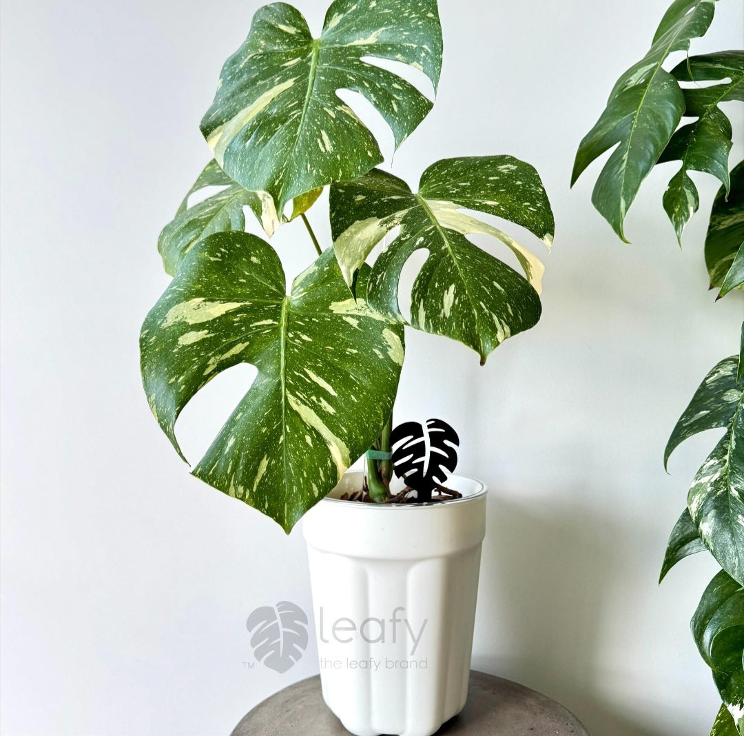 The Leafy Brand Monstera Leaf Sticky Fly | Gnat Traps - 12 Pack - BLACK