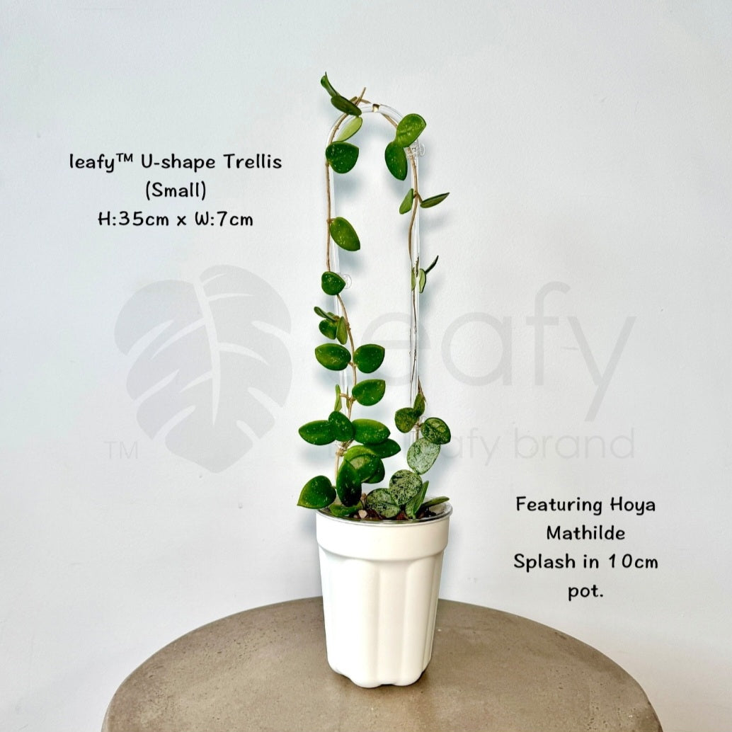 U Shape Acrylic Trellis for Houseplants, 2 Sizes Avail