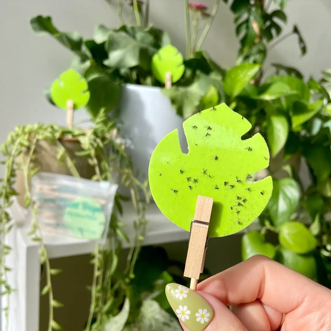 Ubloomed Green Leaf Sticky Fly | Gnat | Pest Traps - 10 Pack