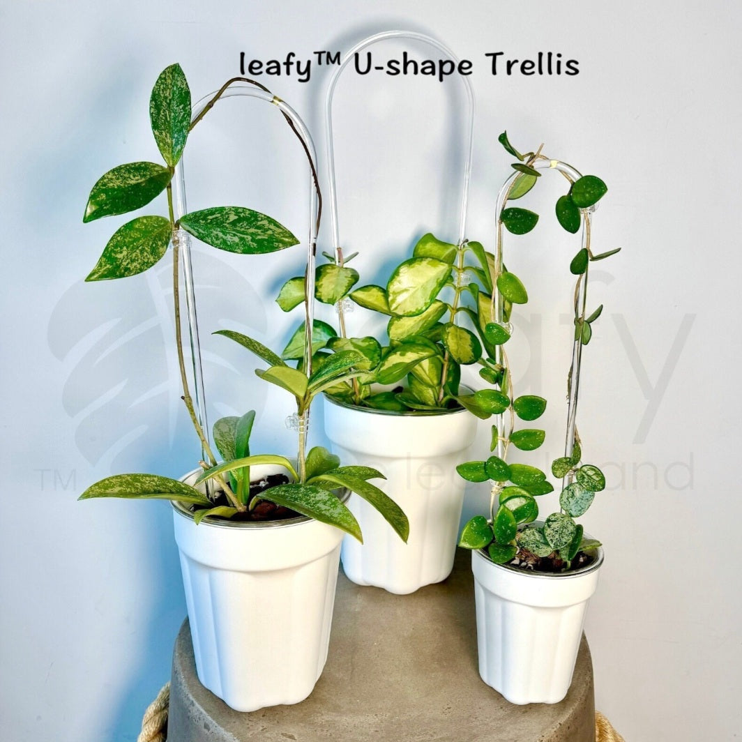 Potted plants on a wooden surface with 'leafy™ U-shape Trellis' text.