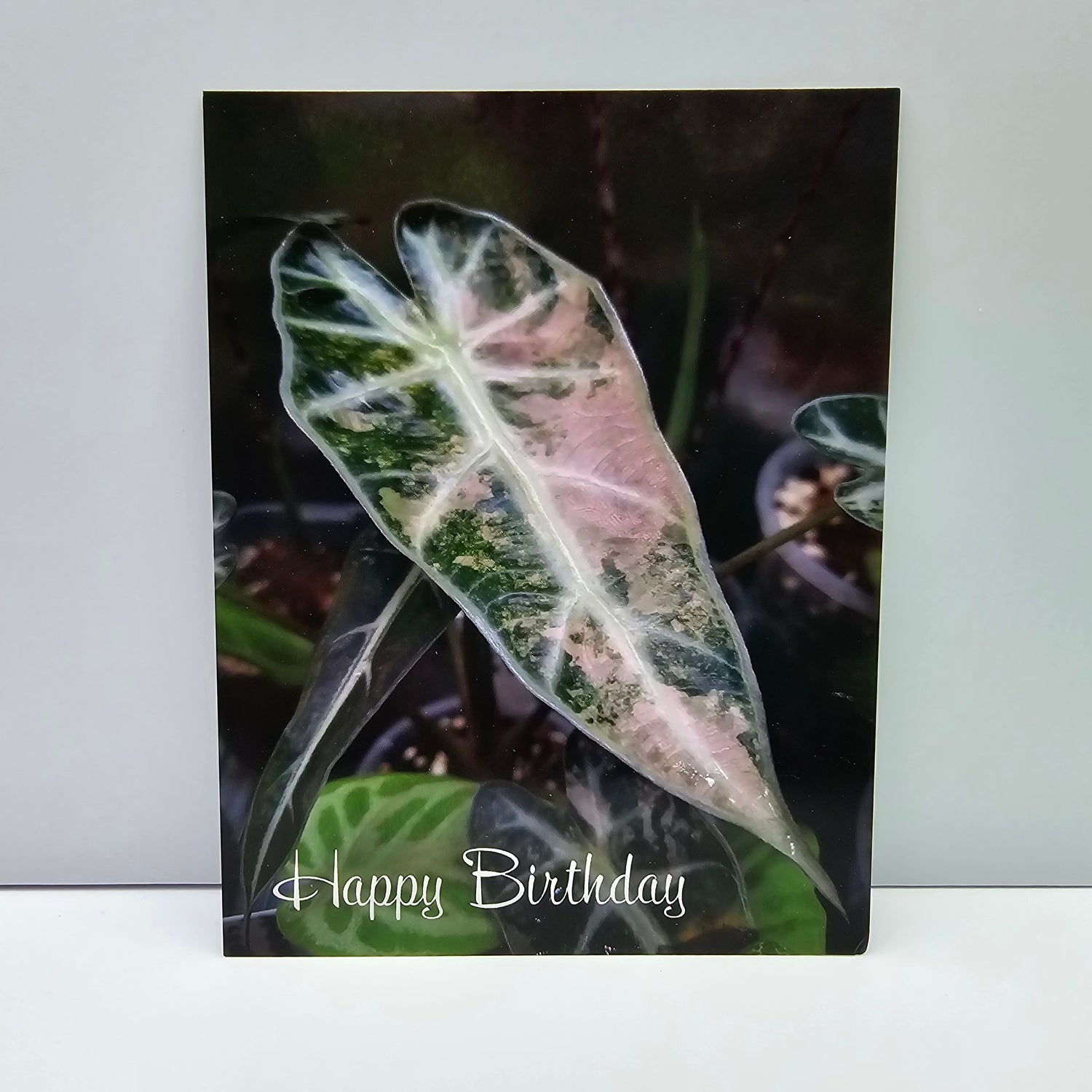 Alocasia Bambino Variegated plant Happy Birthday Note Card