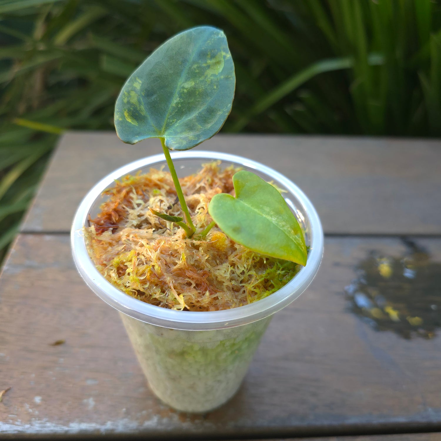 🌿Rare Anthurium Forgetii Variegated pup🌿non tc.