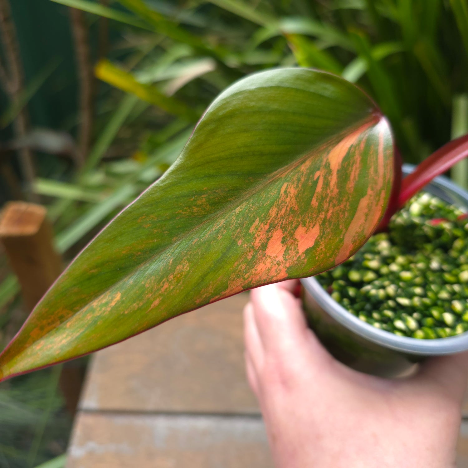 3x avail - UPDATED PICS🌿Rare Philodendron Strawberry Shake established small plants, non tc