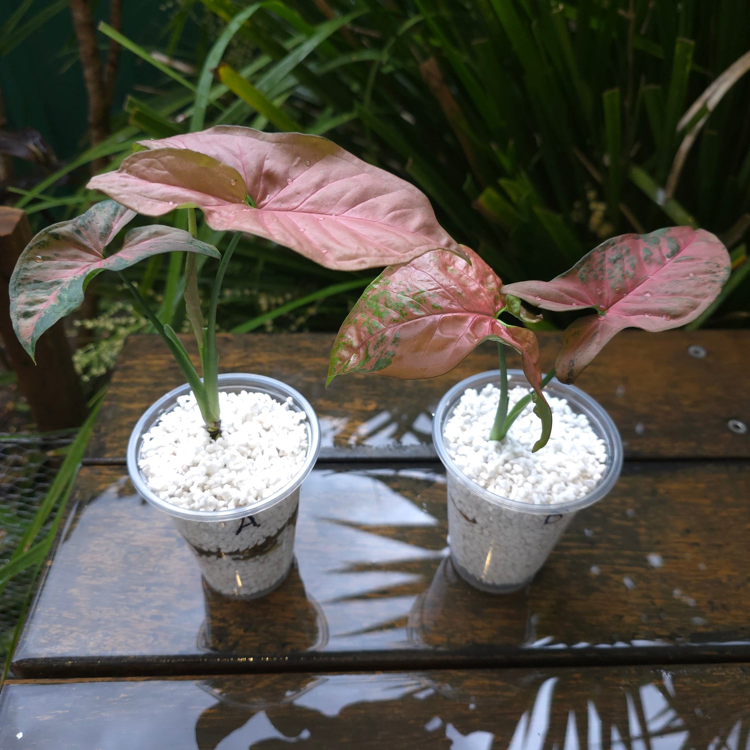 2x avail 🌿 Syngonium Pink Flecked established plants non tc Highly patterned!