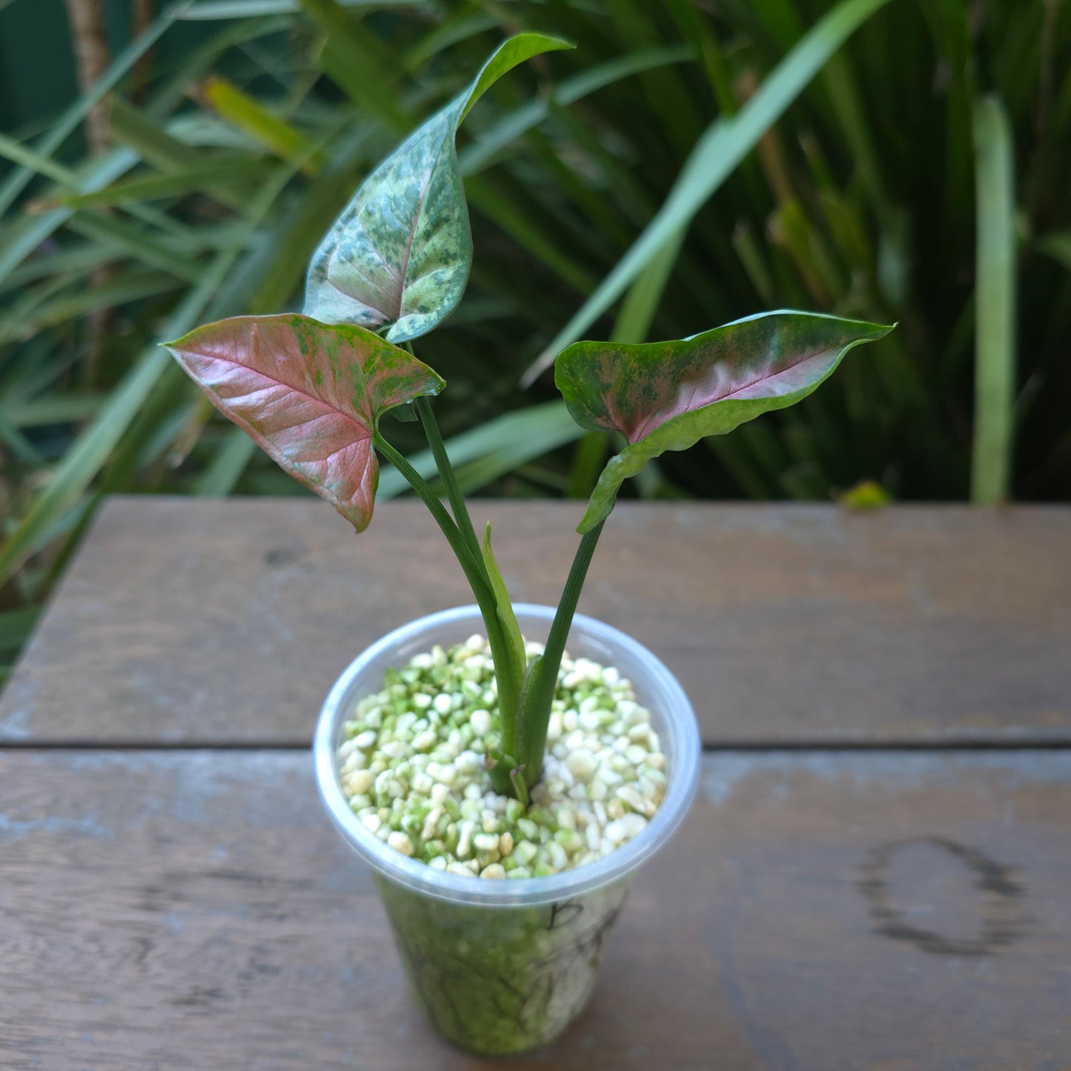 3x avail🌿Rare Syngonium "Pink Flecked" established plants, non tc🌿