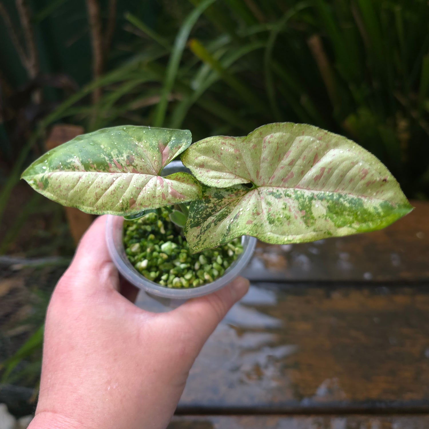2x Avail🌿 Rare Syngonium Confetti Tricolour established Plants non tc