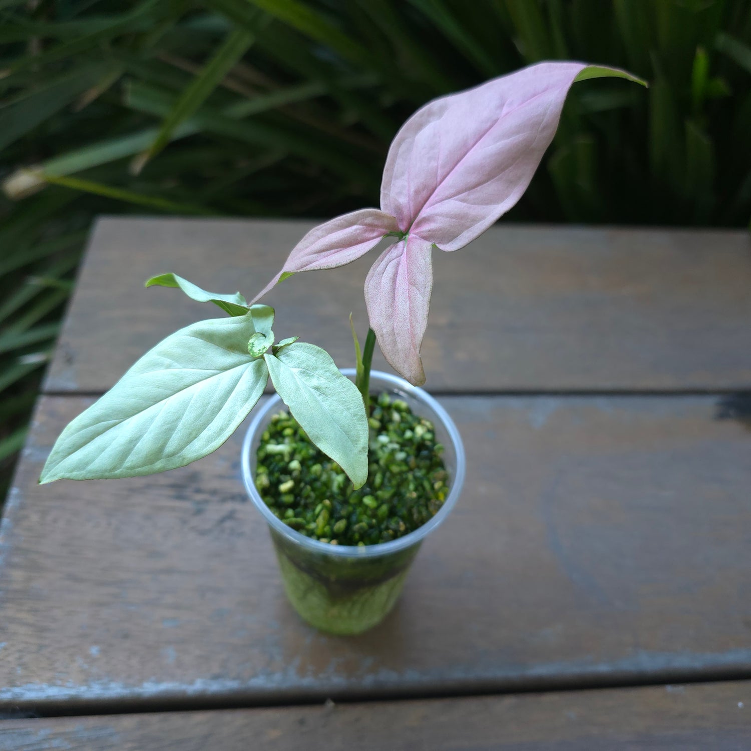 🌿Rare Syngonium Strawberry Milk established plant non tc