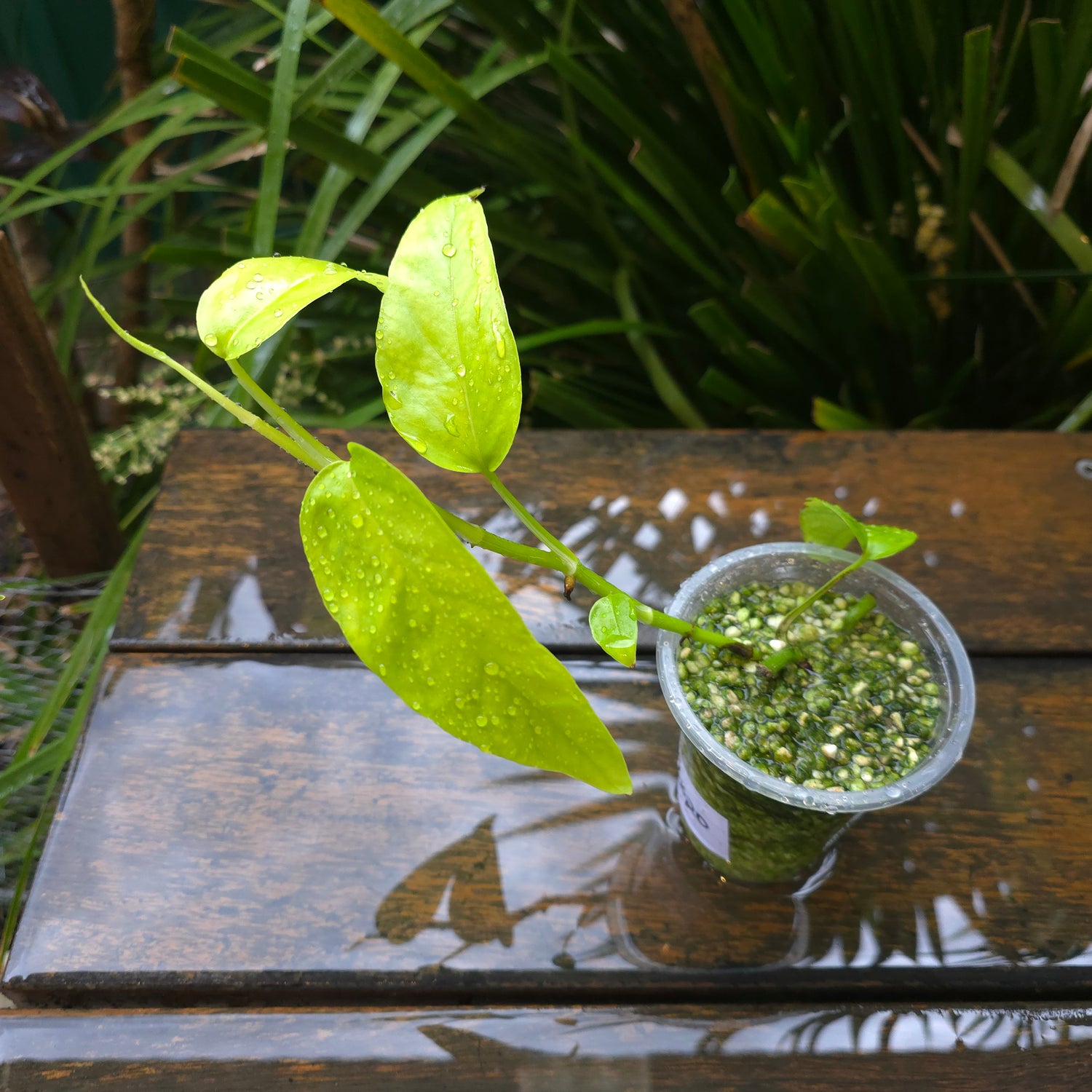 2x avail🌿Rare Epipremnum Pinnatum 'Neon' established plants🌿