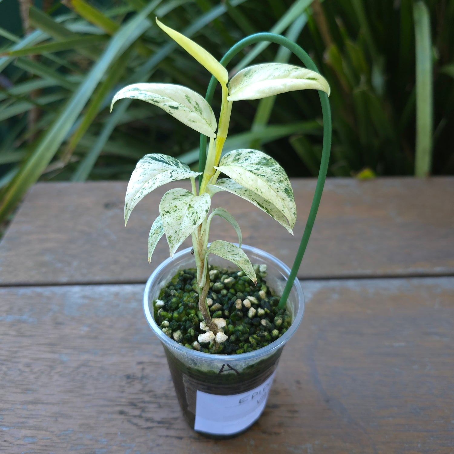 2x avail🌿Epipremnum Pinnatum Marble variegated established baby plants