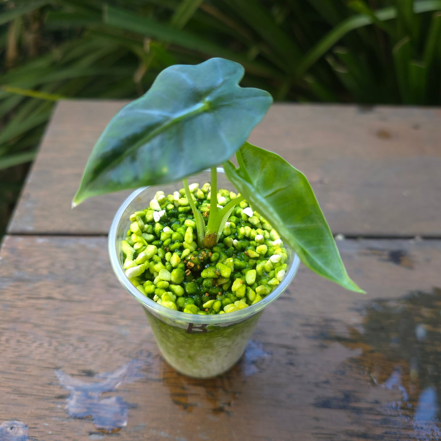 2x Rare Alocasia Frydek Green on Green variegated established baby plants