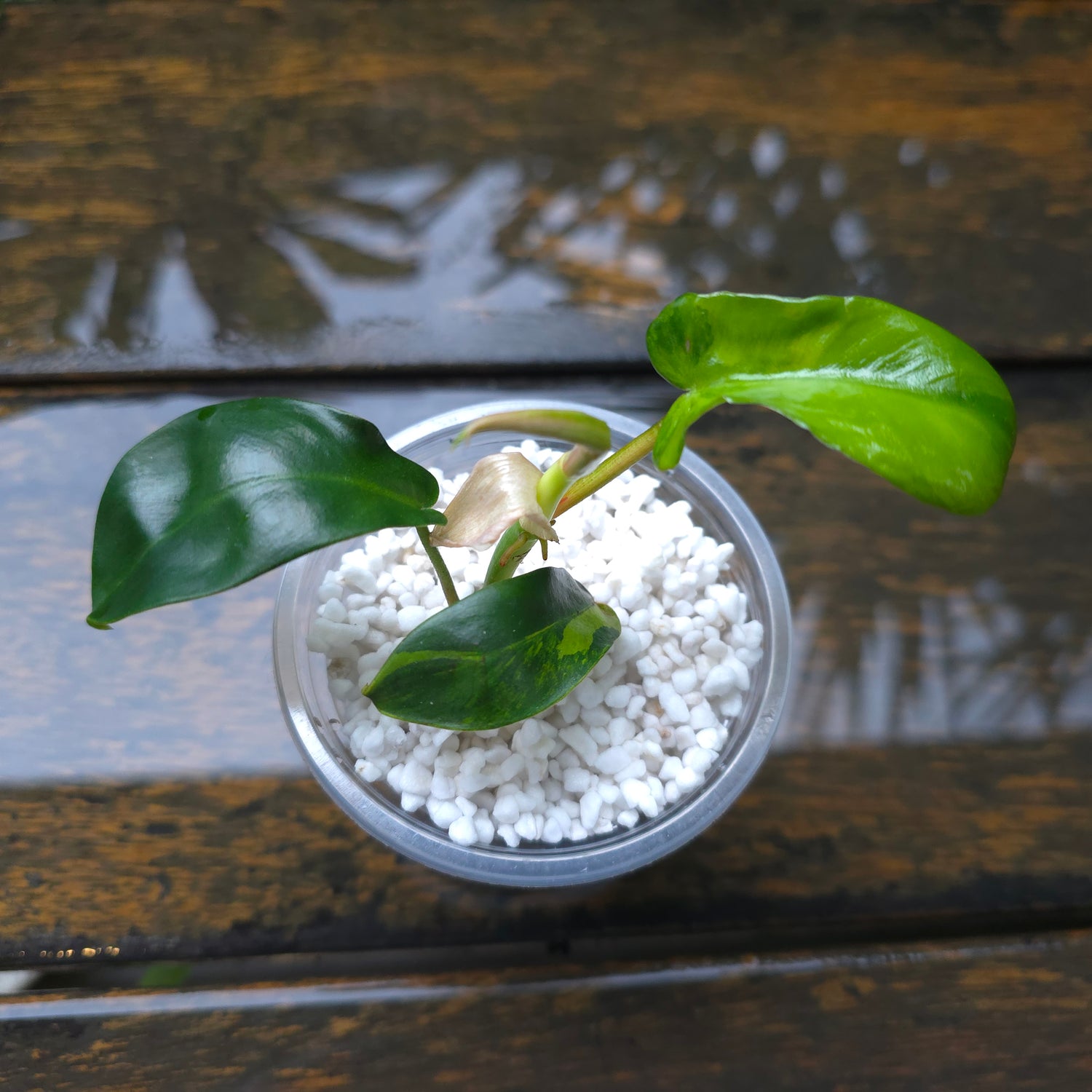 2x avail🌿Rare Philodendron Florida Beauty Variegated baby plants Non Tc