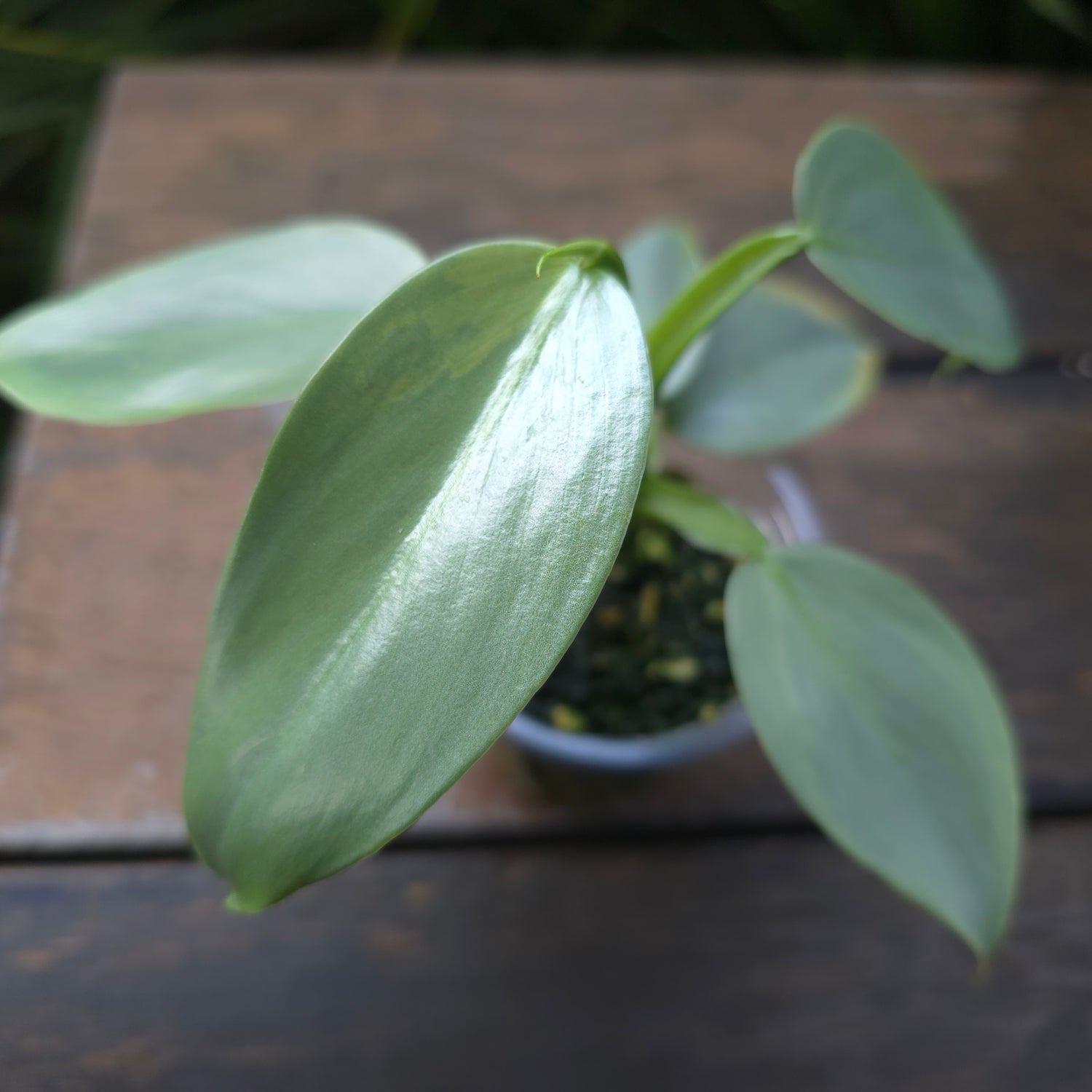 Rare Philodendron Silversword Variegated Established plant lower variegation Non tc