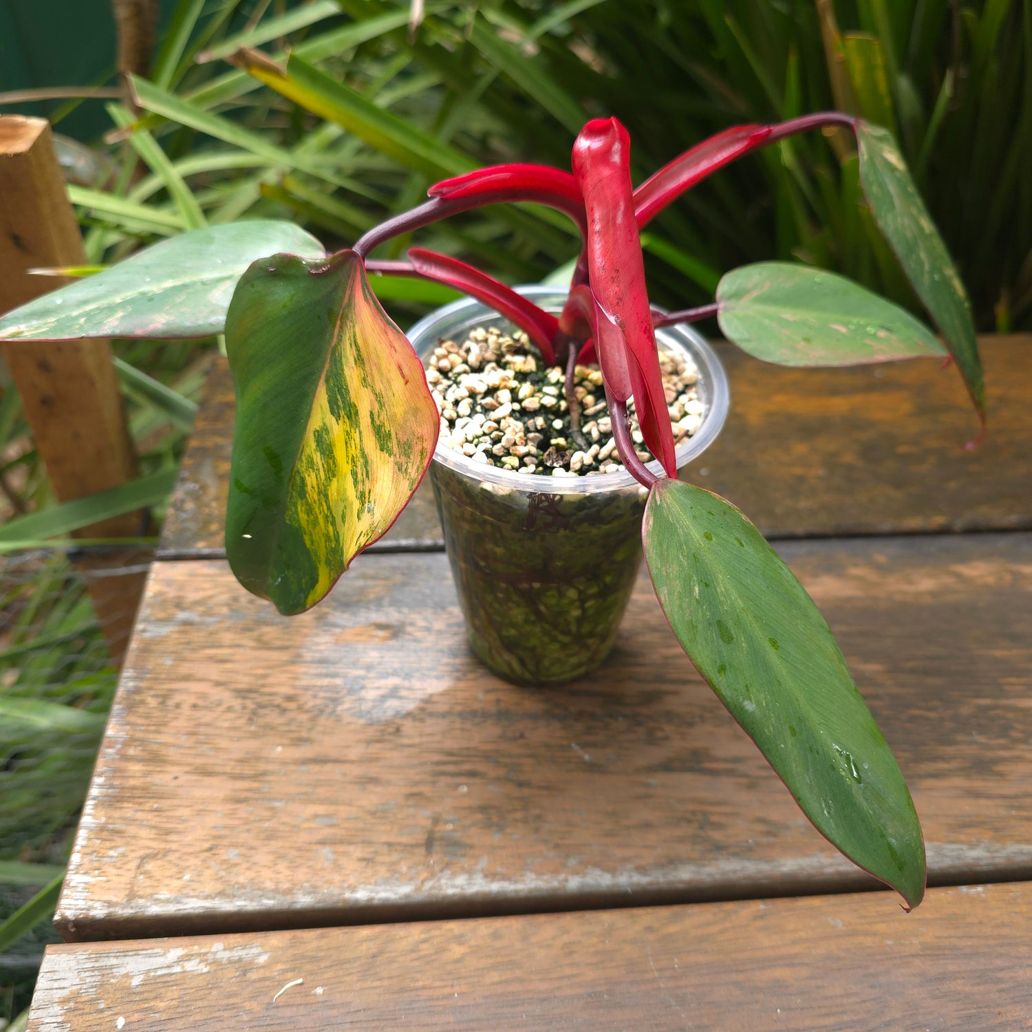 3x avail🌿Rare Philodendron Strawberry Shake established plants,non tc🌿