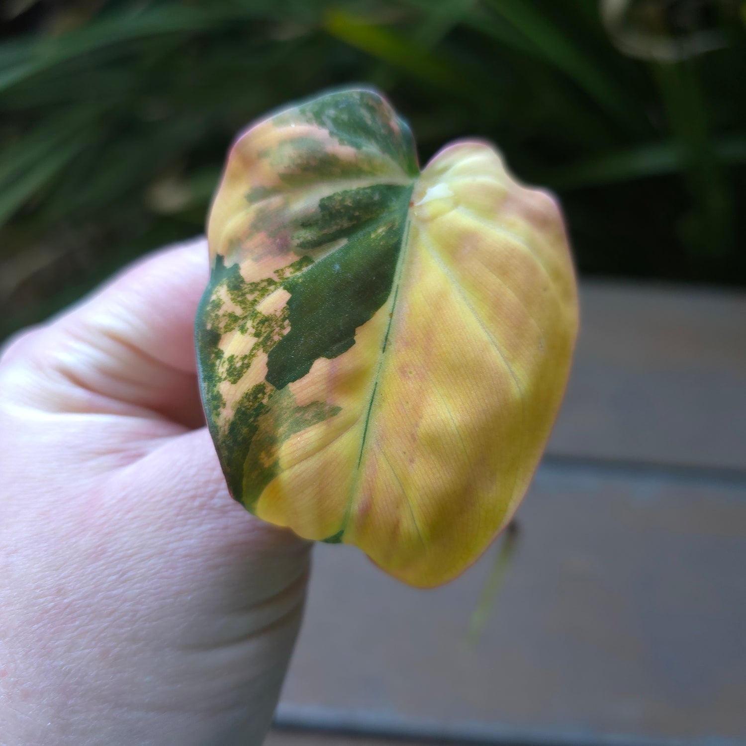 🌿4x Avail🌿 Rare Philodendron Micans Variegated rooted cuttings non tc.