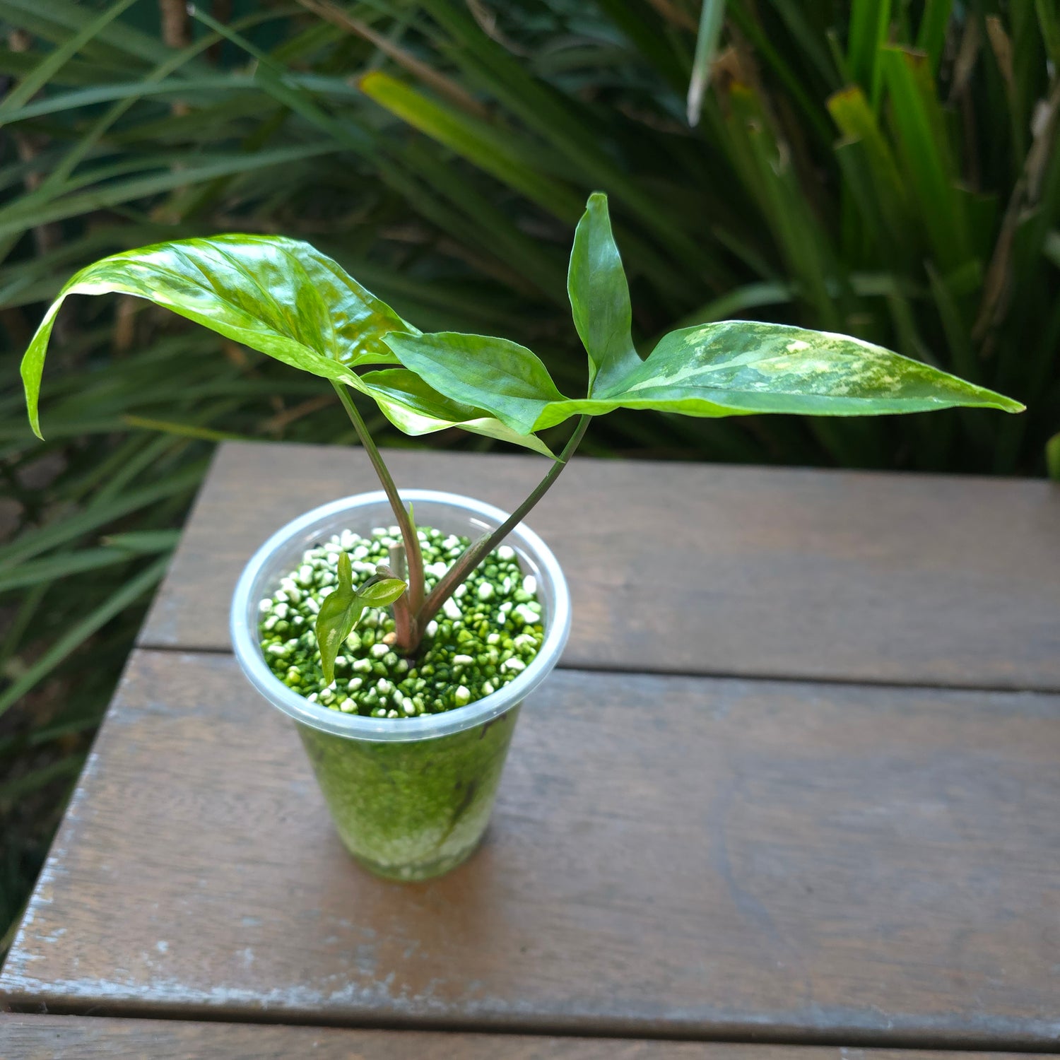 🌿2x avail🌿Rare Syngonium Aurea variegated established plant non tc