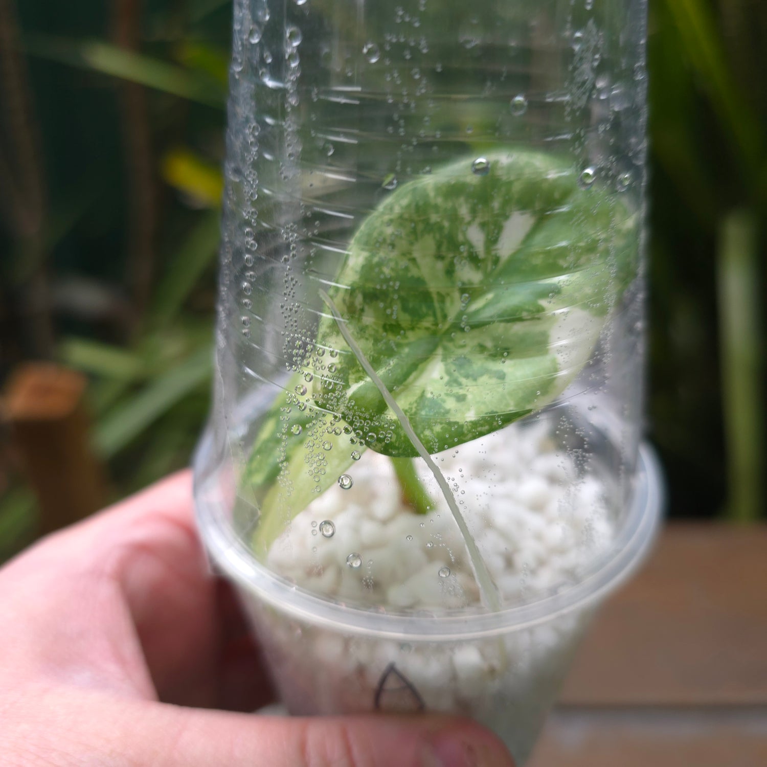 UPDATED PICS🌿Super Rare🌿 Alocasia Sinuata Mint variegated baby plants