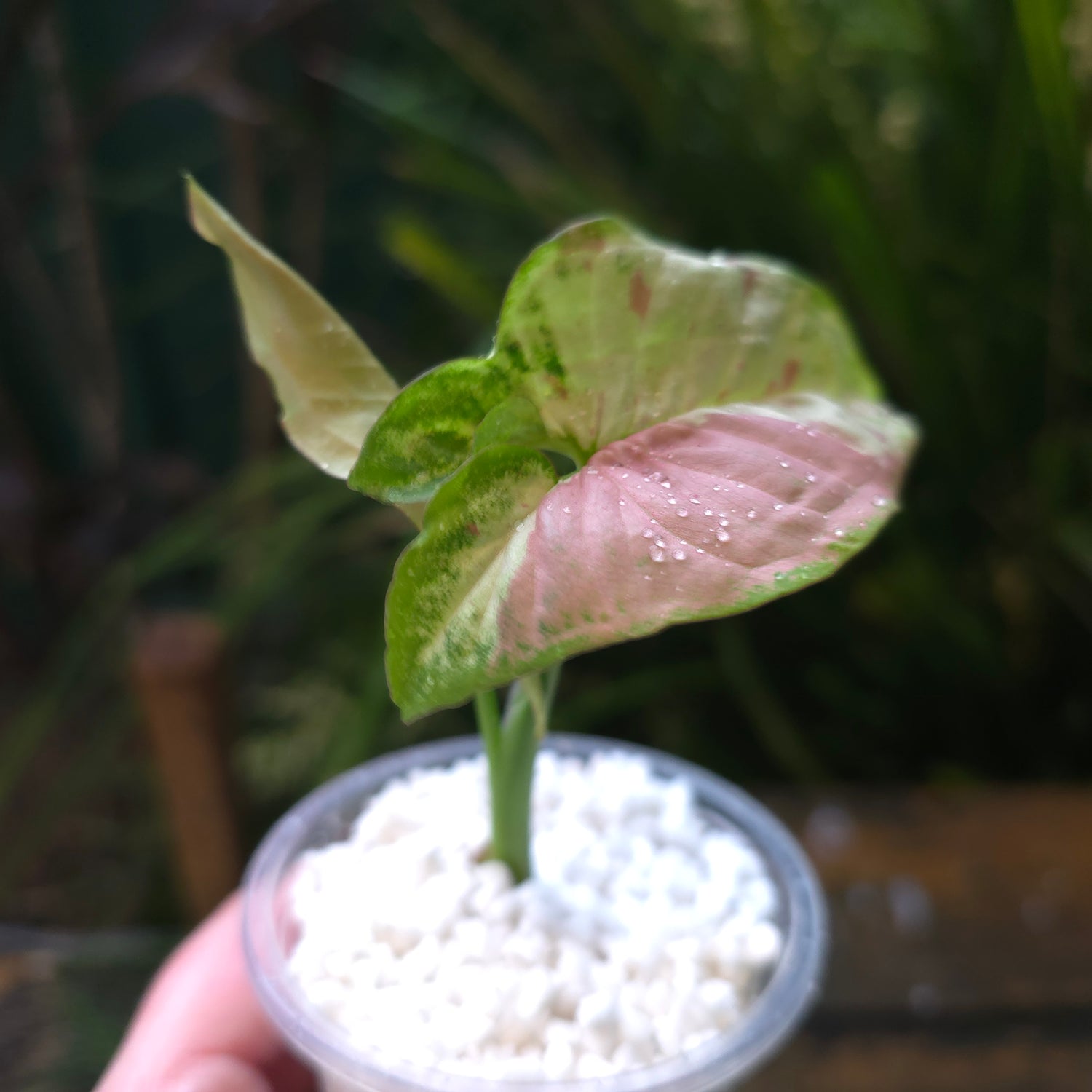 2x Avail🌿 Rare Syngonium Confetti Tricolour established Plants non tc