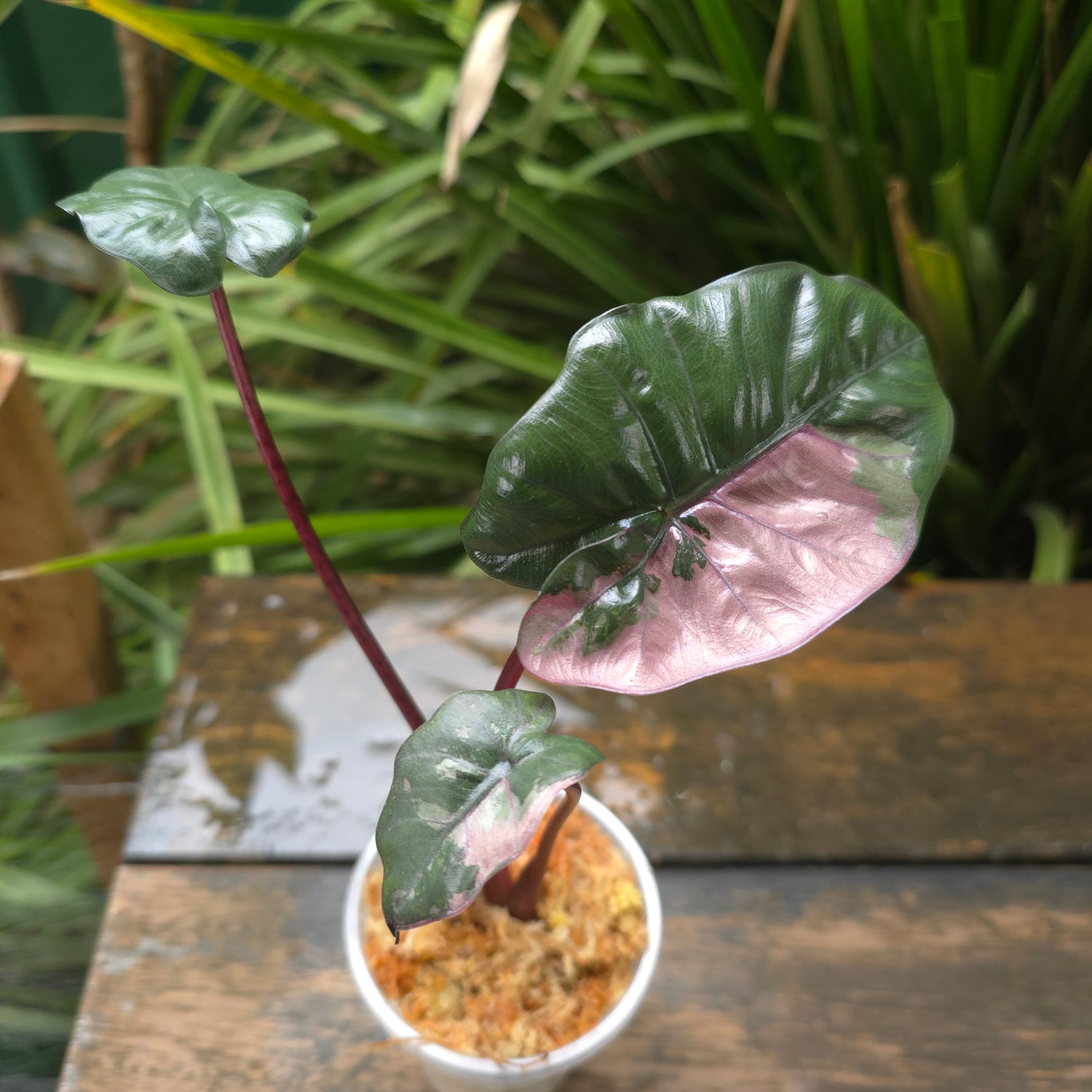 3x avail🌿SUPER Rare🌿 Alocasia Yucatan Princess variegated,baby plants,non tc