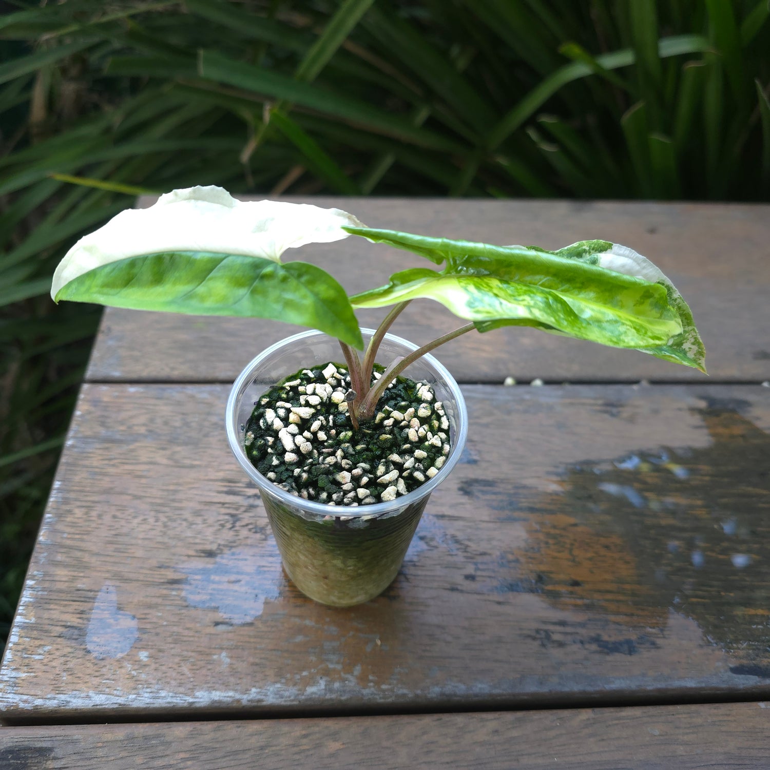 Rare Syngonium Aurea variegated established plant non tc