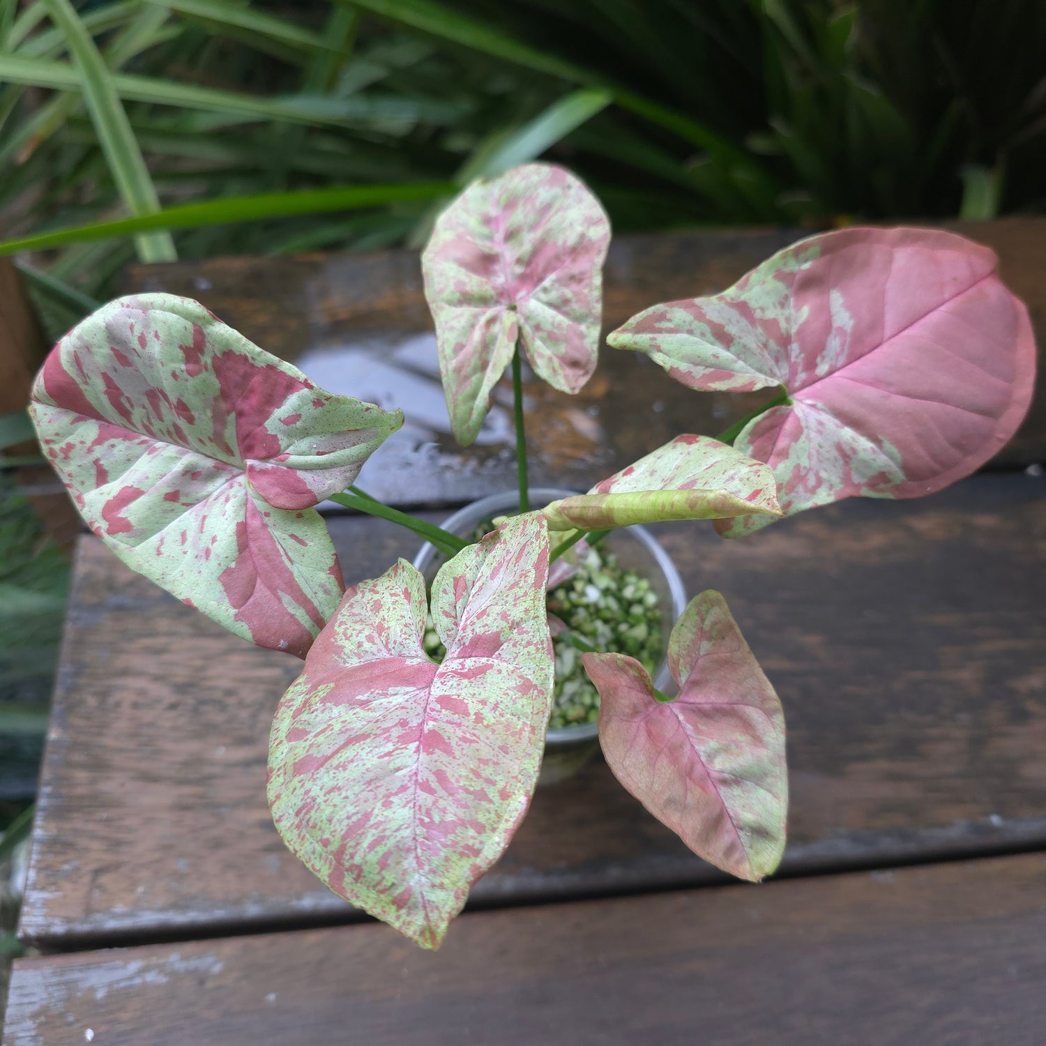 🌿Rare Syngonium Milk Confetti established plant Non tc