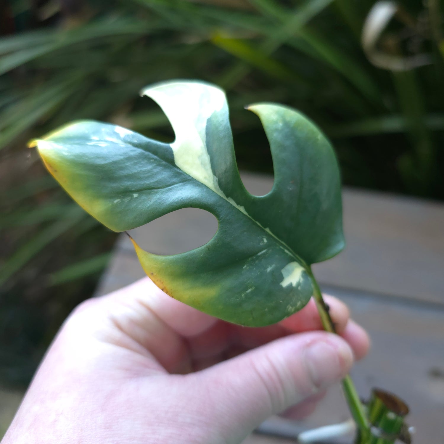 2x avail 🌿Rare Raphidophora Tetrasperma Albo Variegated rooted cuttings Non TC