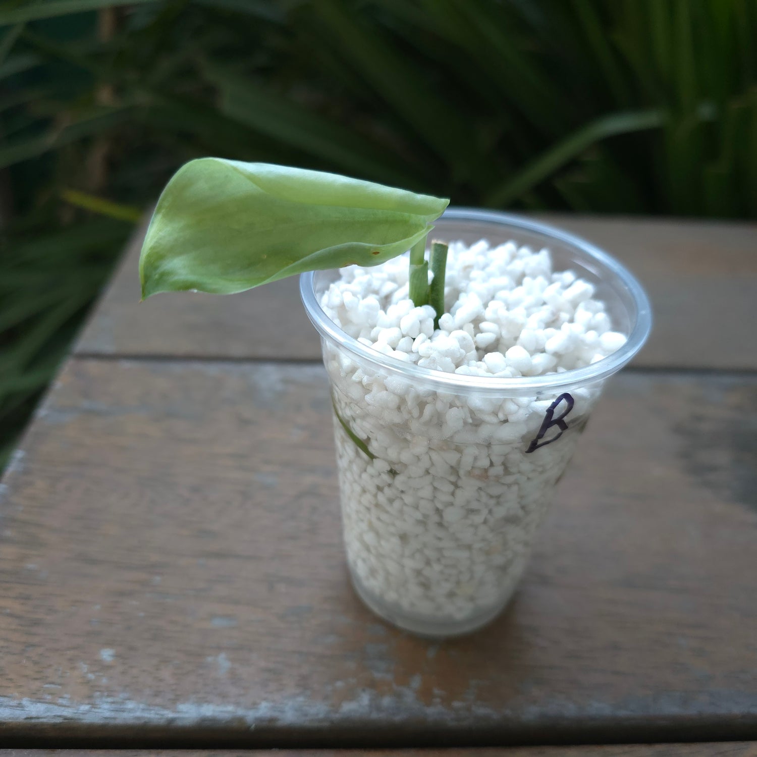 🌿Rare Scindapsus Jade Satin Aurea variegated established little plant non tc
