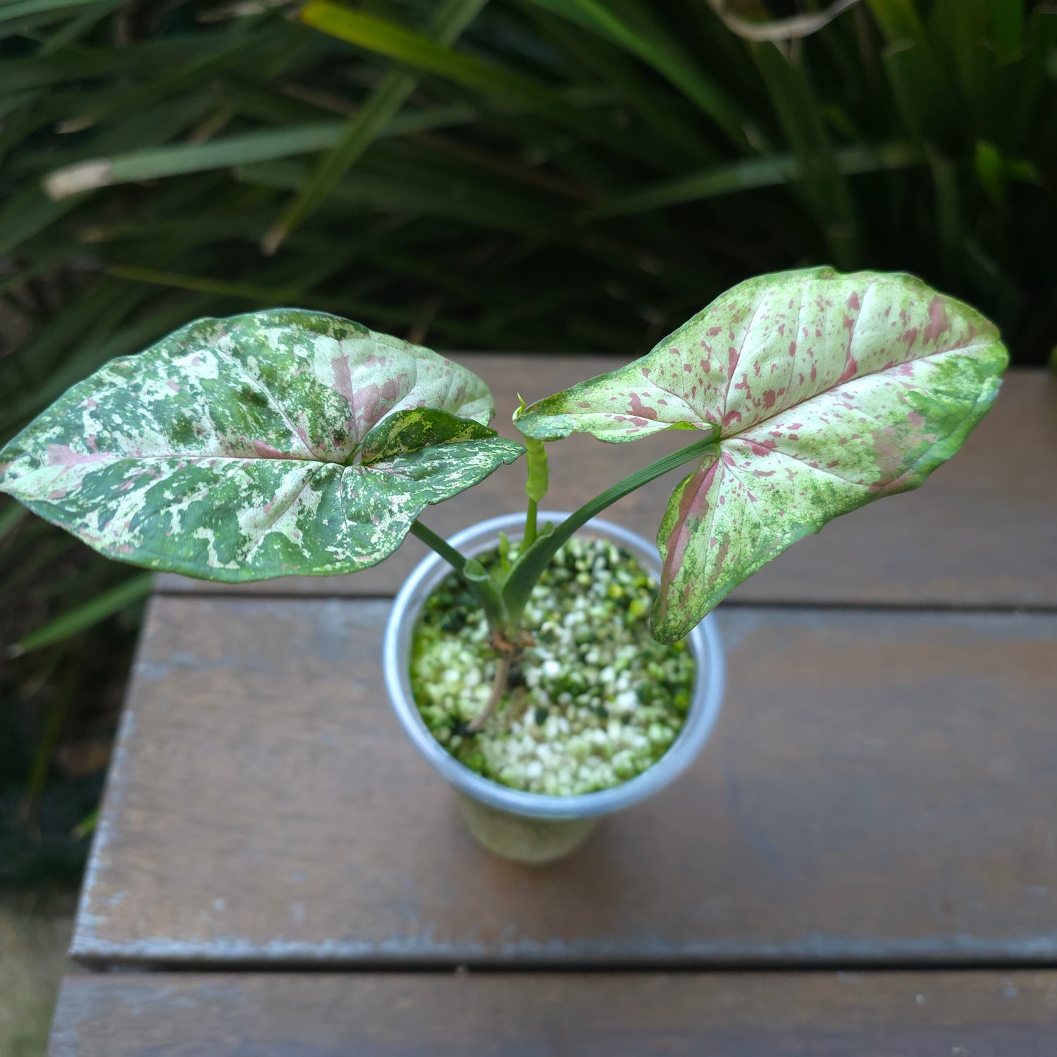 2x avail🌿Rare Syngonium Confetti Tricolour established plants non tc Highly patterned!