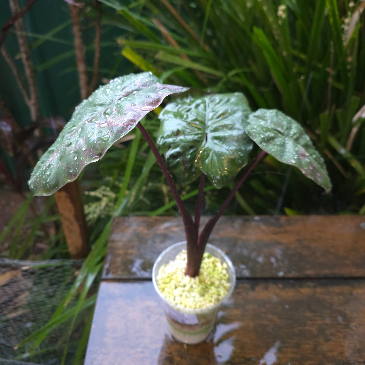 🌿SUPER Rare🌿 Alocasia Yucatan Princess variegated,Large maturing plant,non tc