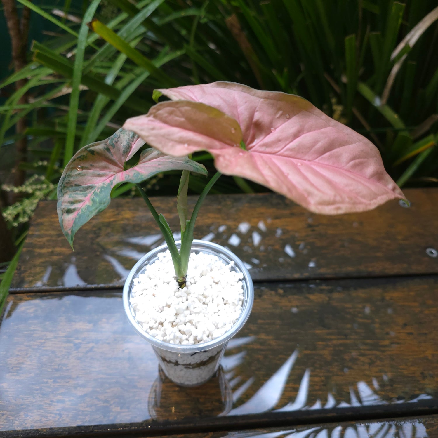 2x avail 🌿 Syngonium Pink Flecked established plants non tc Highly patterned!