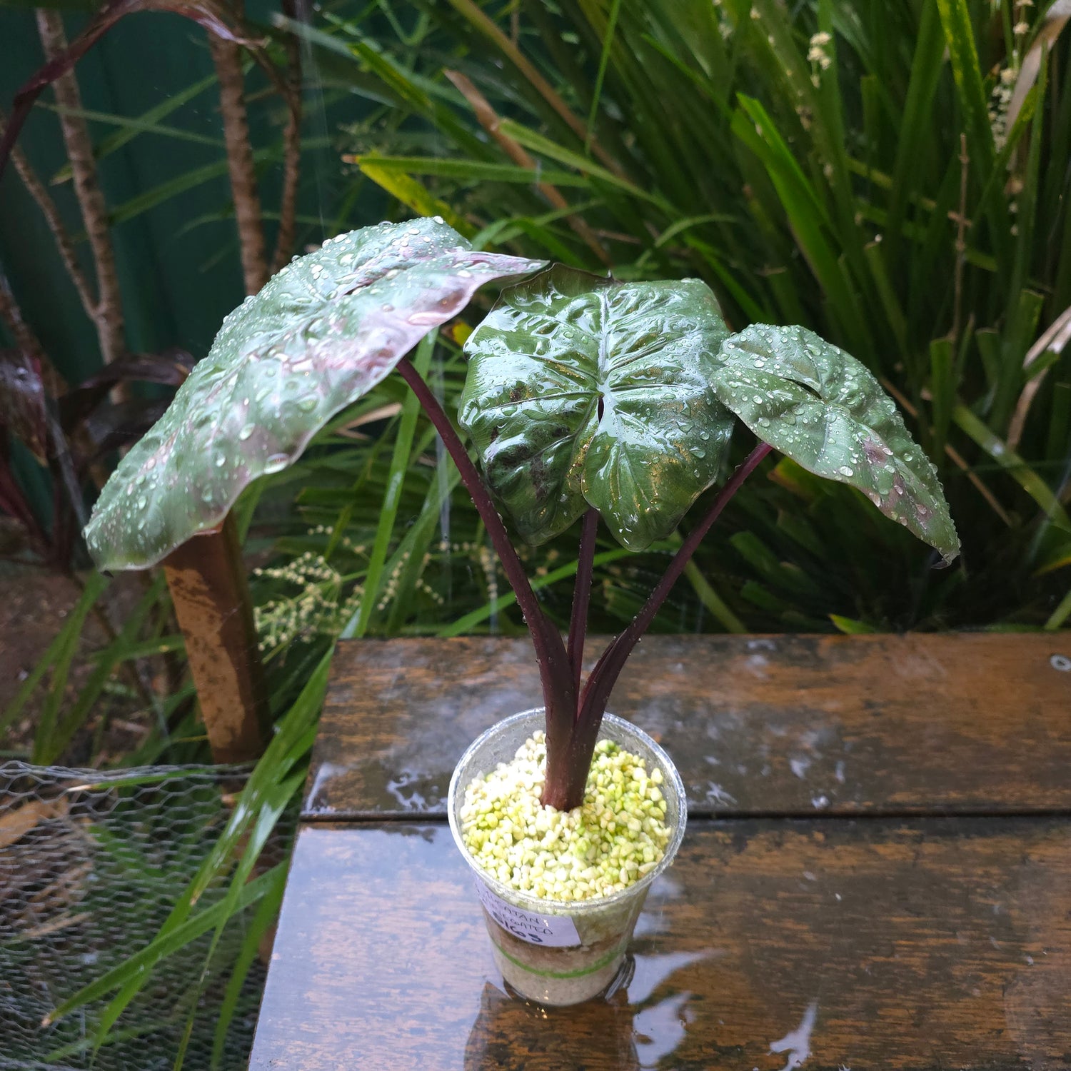 🌿SUPER Rare🌿 Alocasia Yucatan Princess variegated,Large maturing plant,non tc