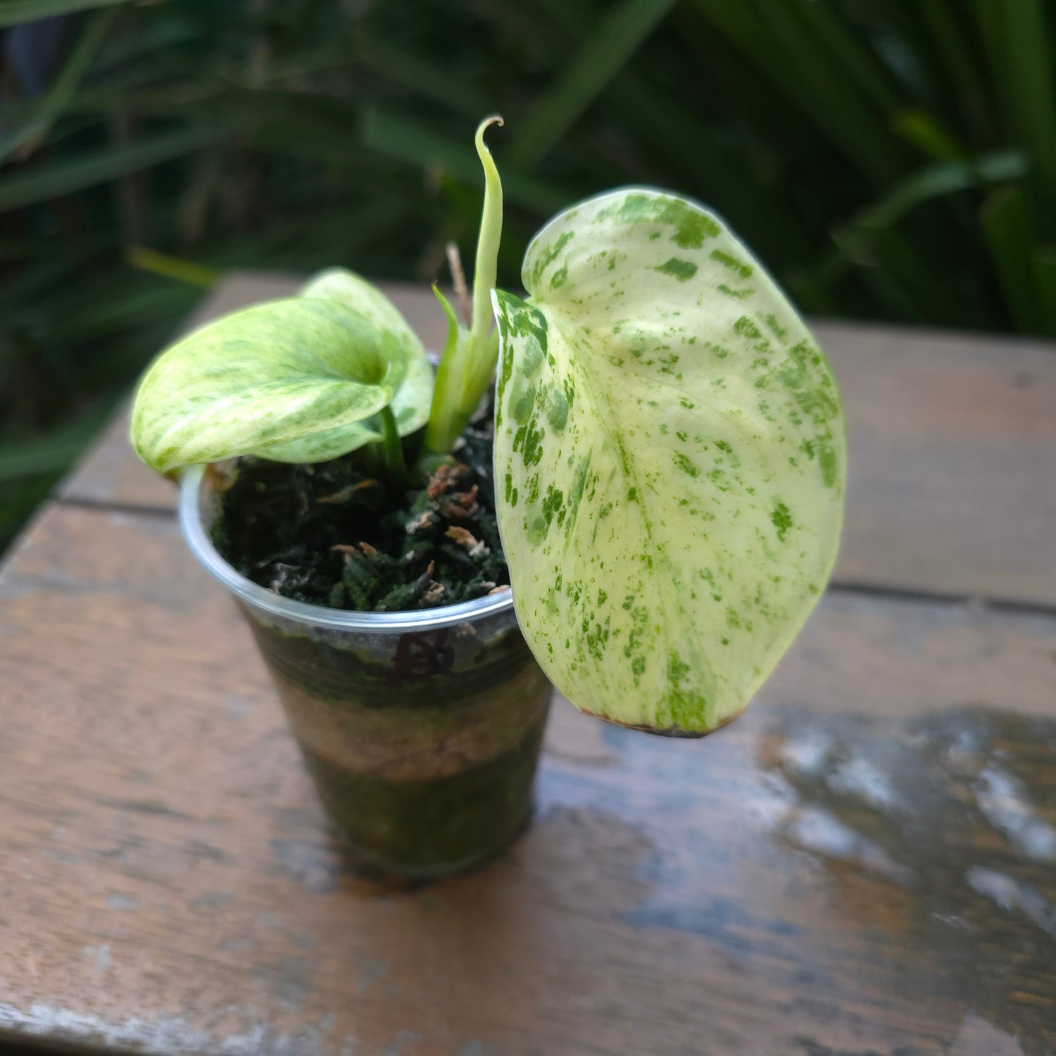 2x avail🌿Rare Scindapsus Jade Satin white Mint Variegated established plants🌿