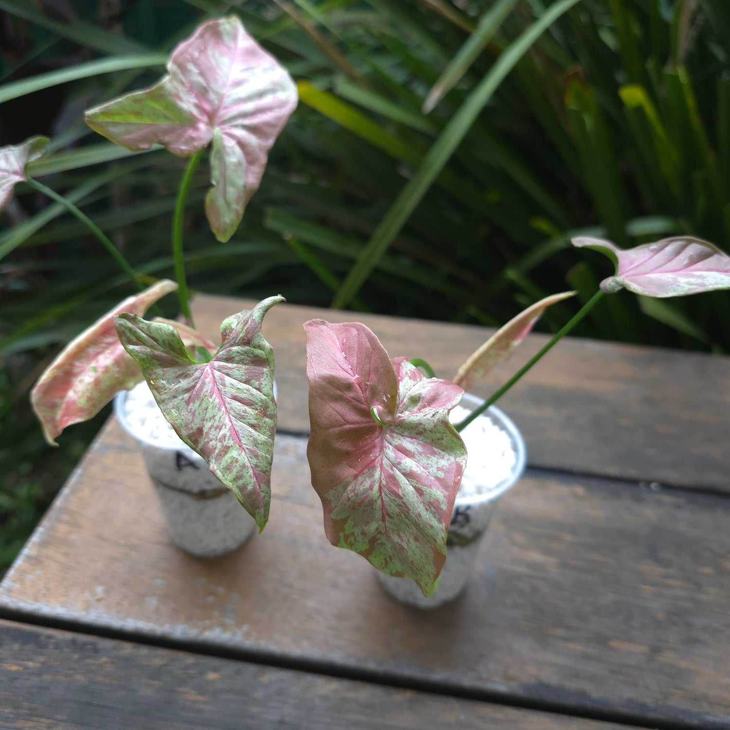 2x Rare Syngonium Milk Confetti established plant Non tc