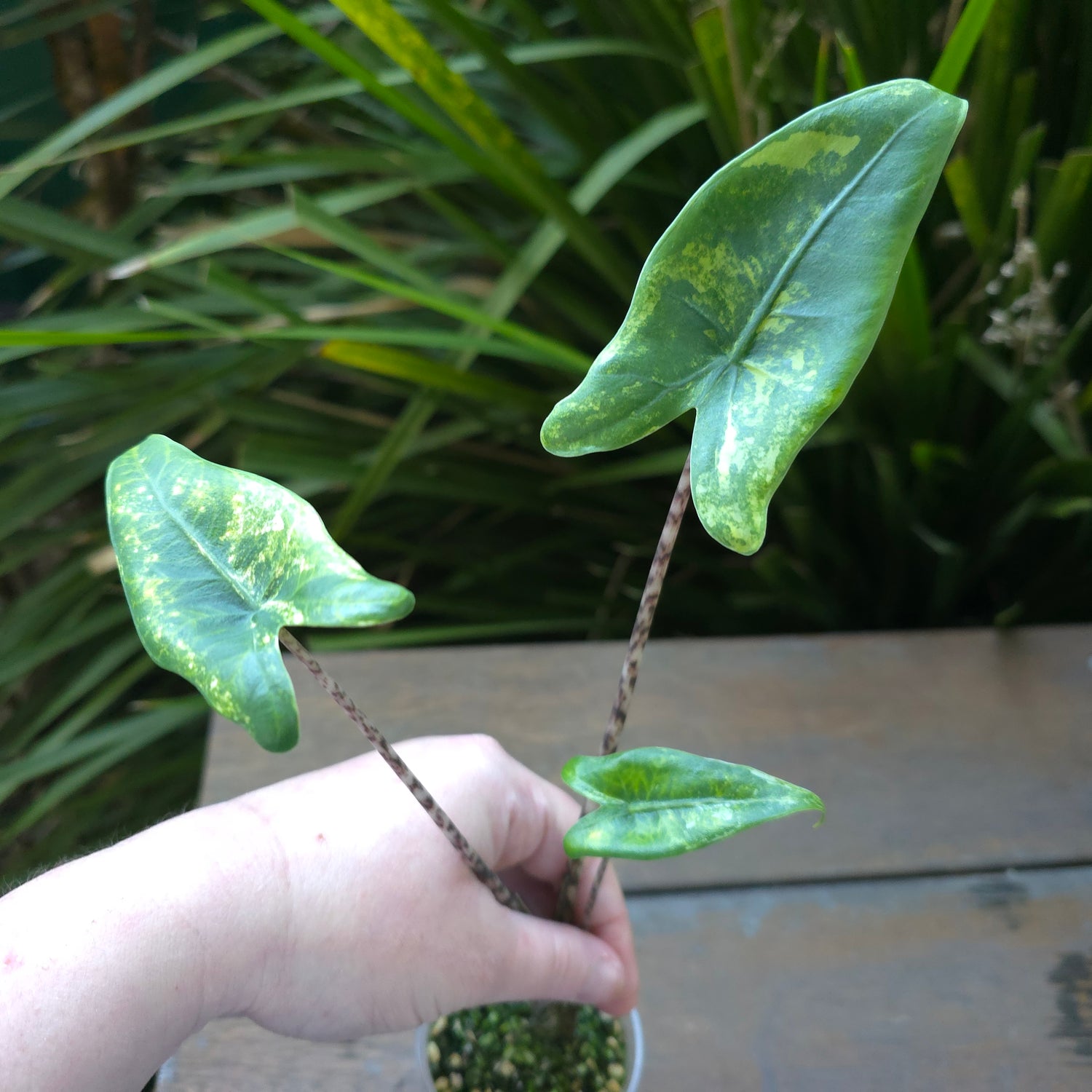 🌿Super Rare🌿 Alocasia Zebrina Variegated established plant non tc