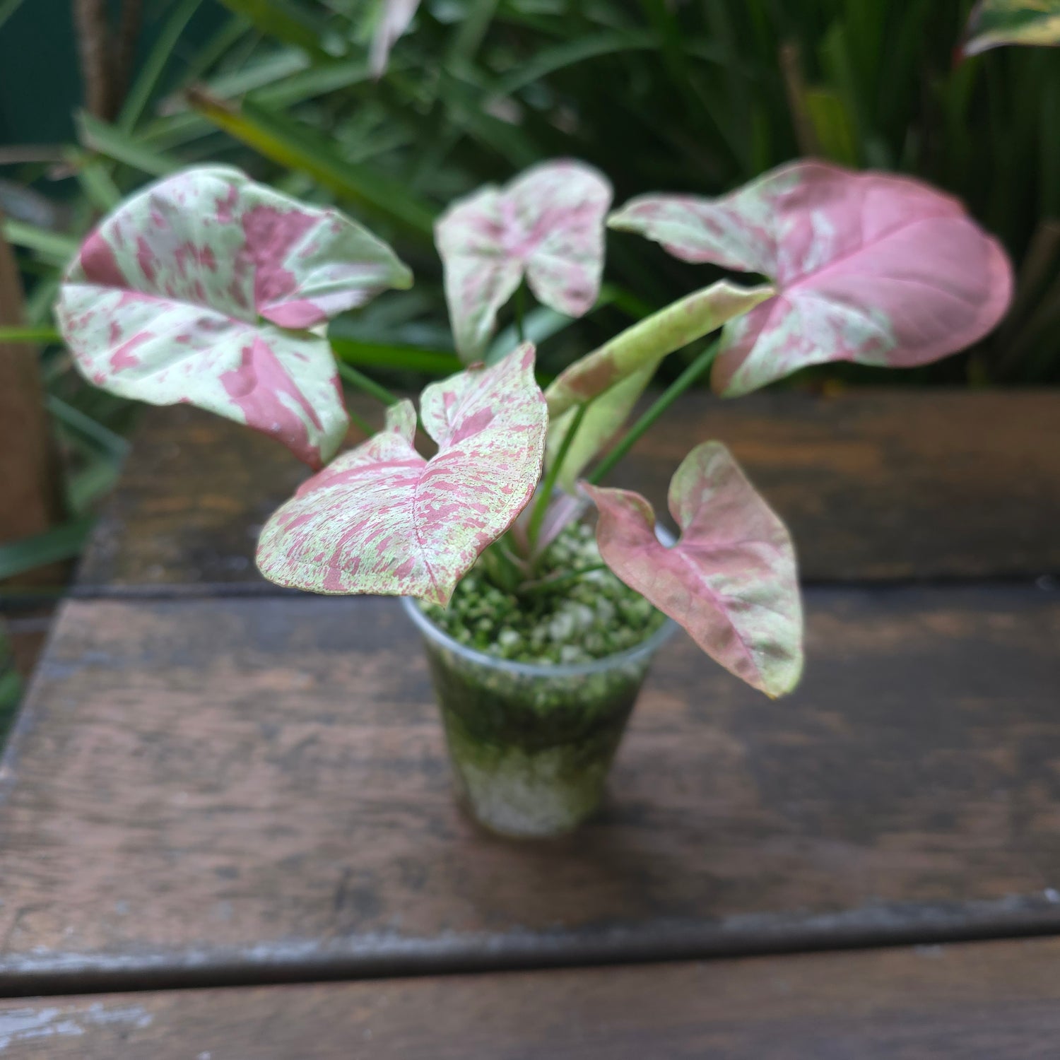 🌿Rare Syngonium Milk Confetti established plant Non tc