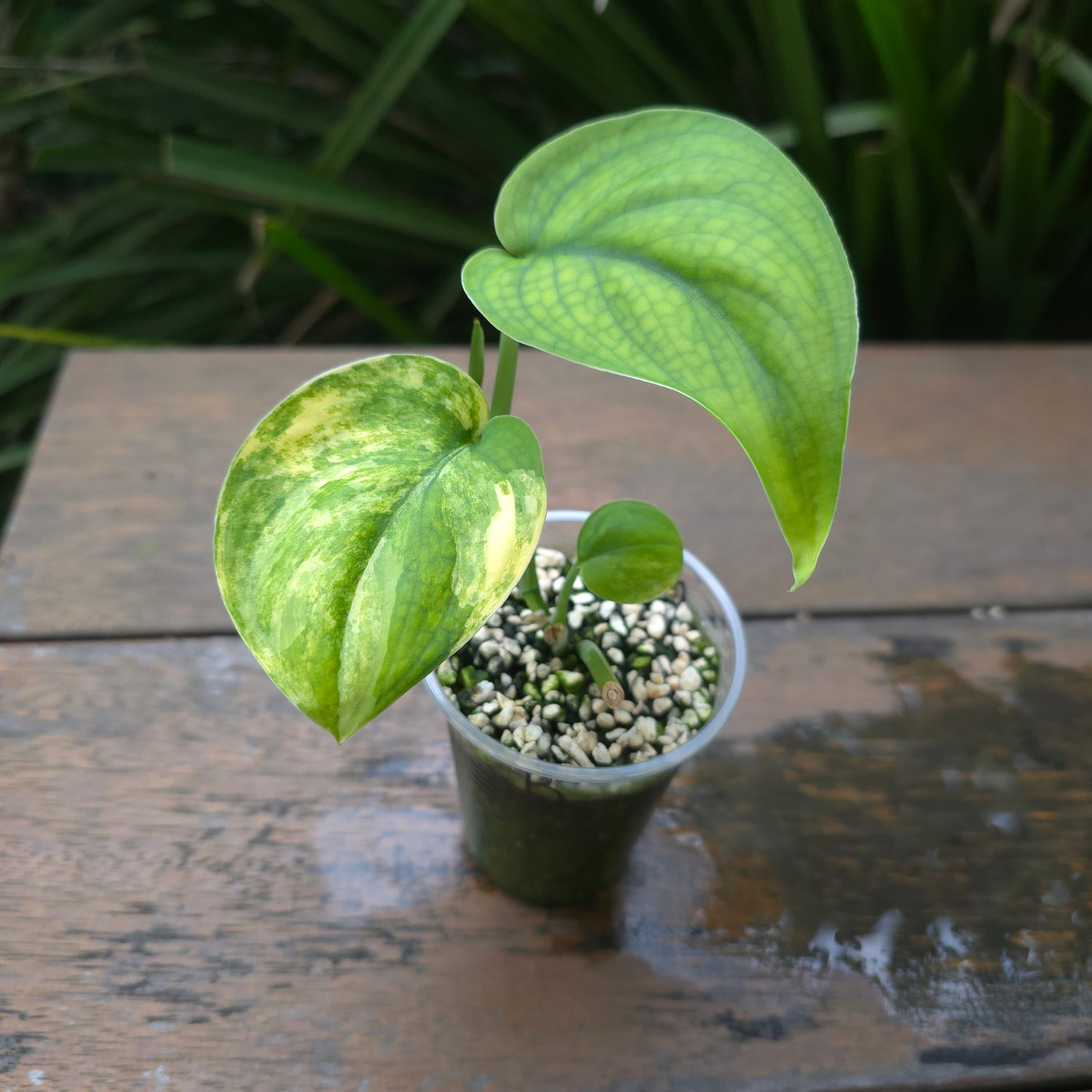 2x avail🌿Rare Scindapsus Jade Satin Aurea variegated established plants non tc🌿
