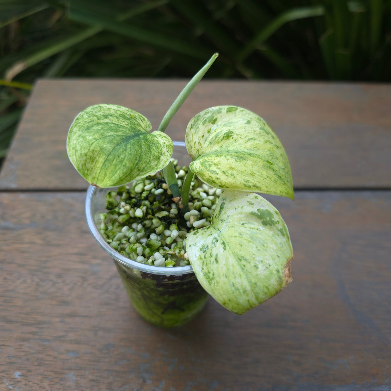 2x avail🌿Rare Scindapsus Jade Satin white Mint Variegated plants🌿