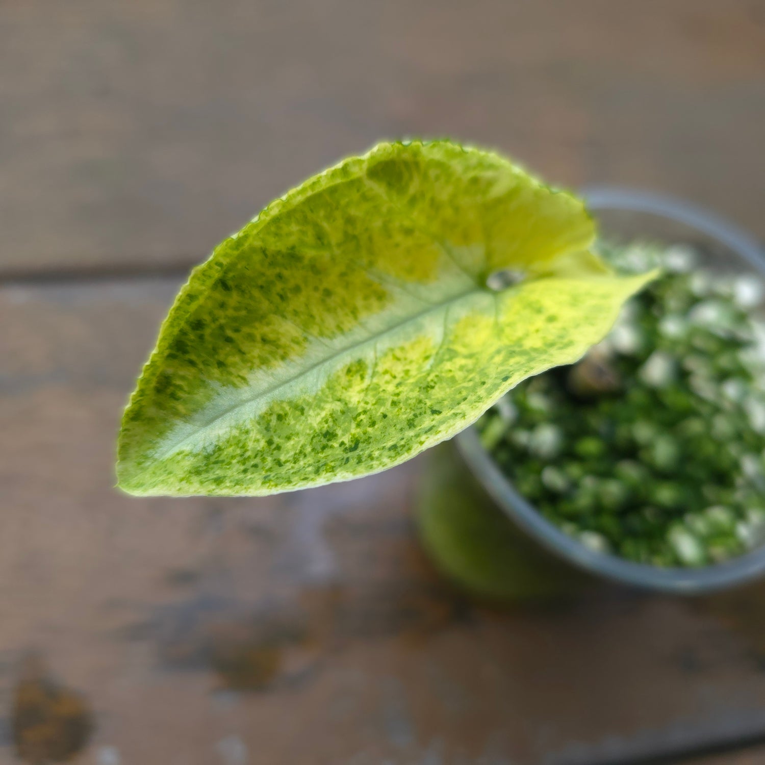 🌿Super🌿Rare Syngonium Scrambled Eggs established baby plant non tc