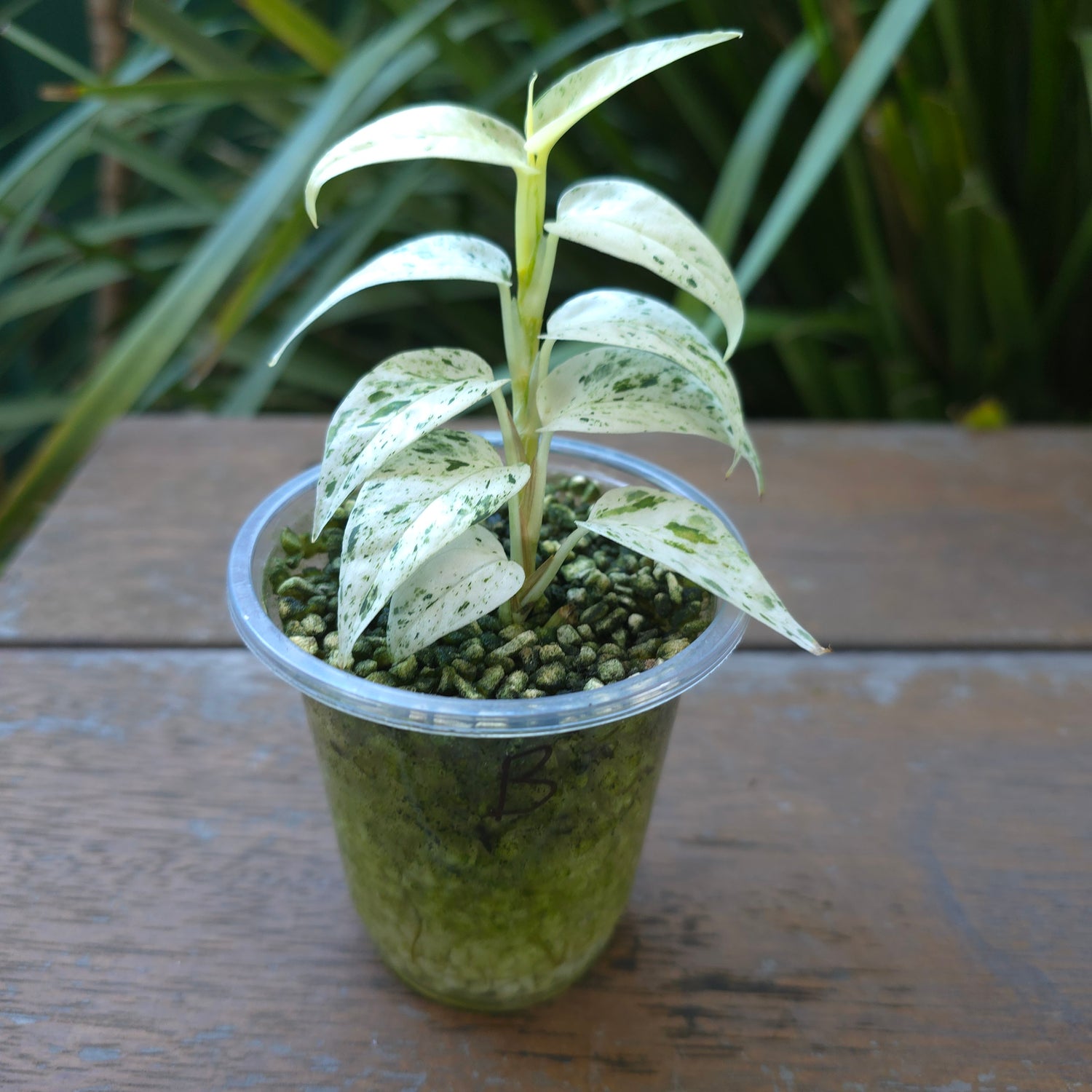 2x avail🌿Epipremnum Pinnatum Marble variegated established baby plants