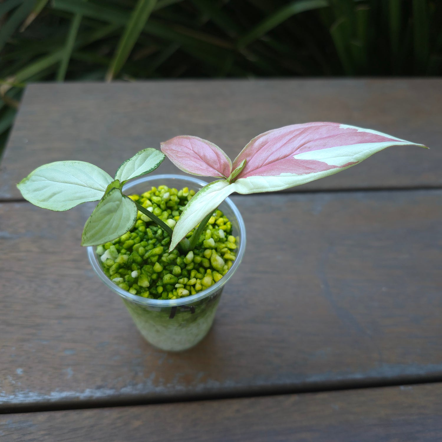 🌿2x avail🌿Rare Syngonium Strawberry Milk established plants non tc