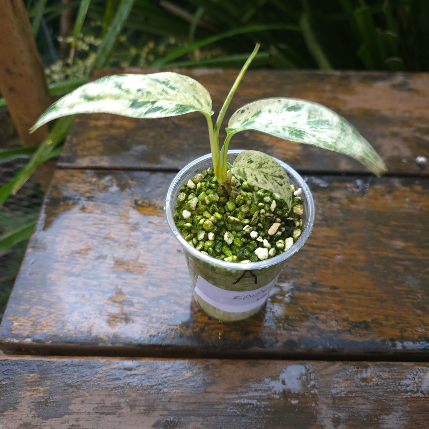 3x avail🌿Epipremnum Pinnatum Marble variegated established baby plants