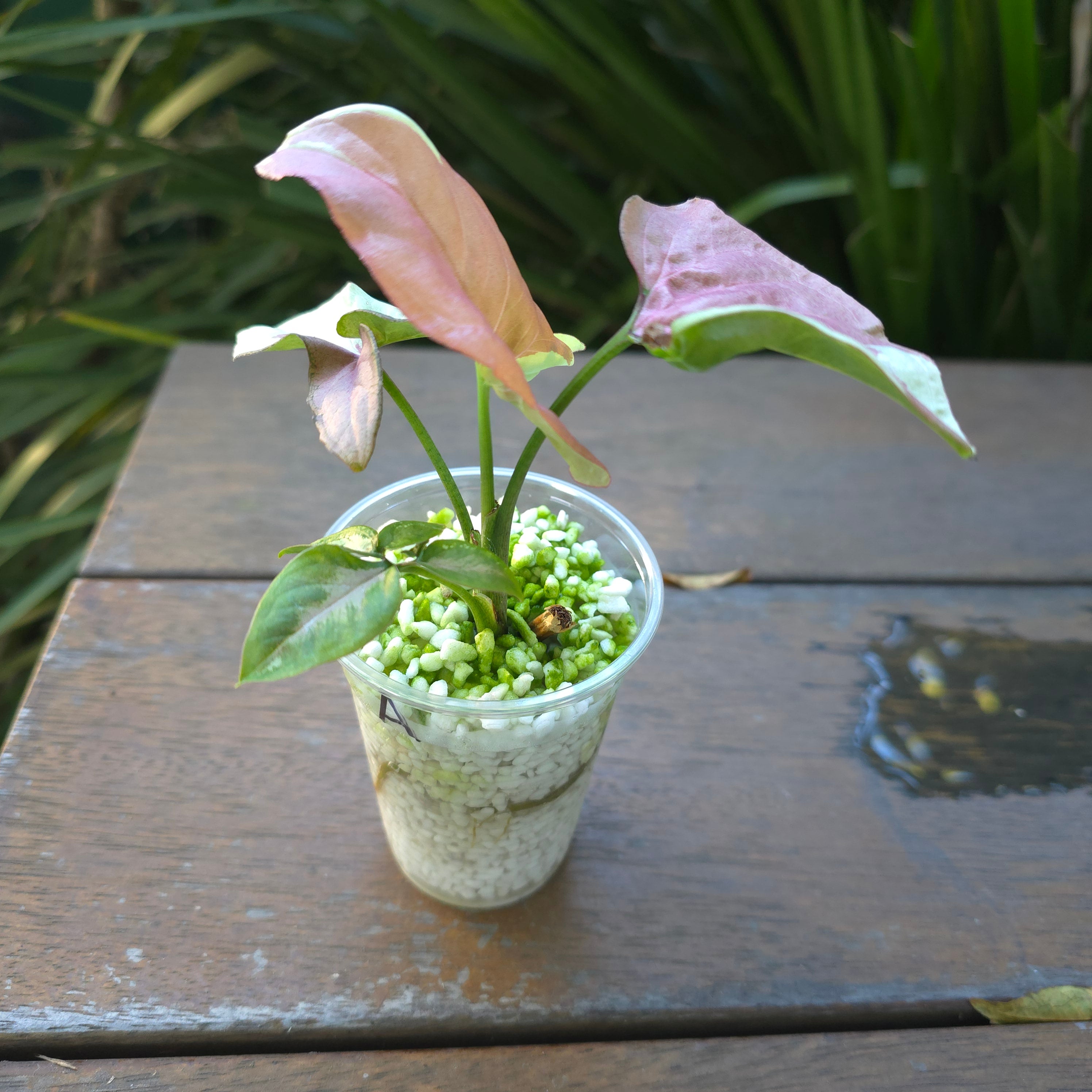 🌿2x avail🌿Rare Syngonium Strawberry Milk established plants non tc