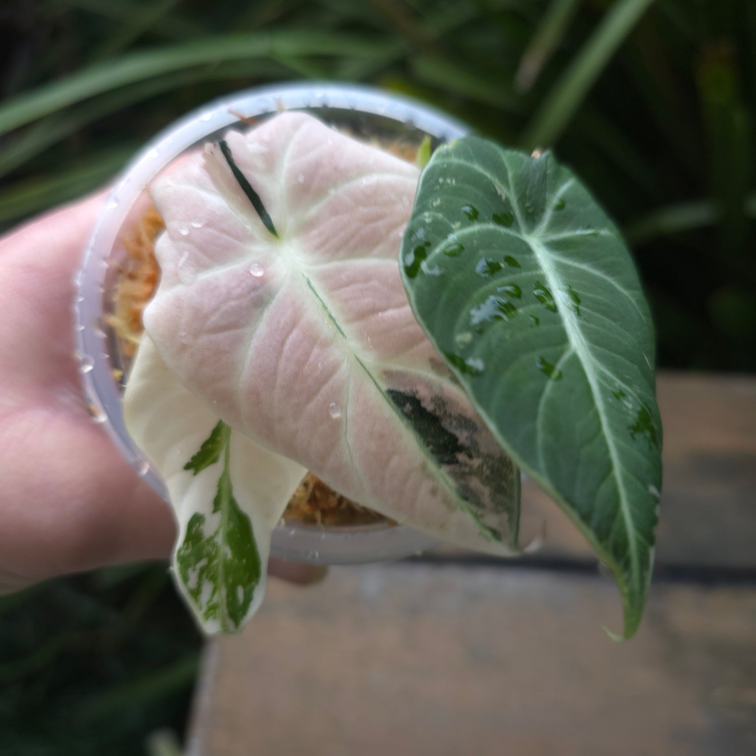 🌿SUPER Rare🌿 Alocasia Black Velvet Variegated, non tc
