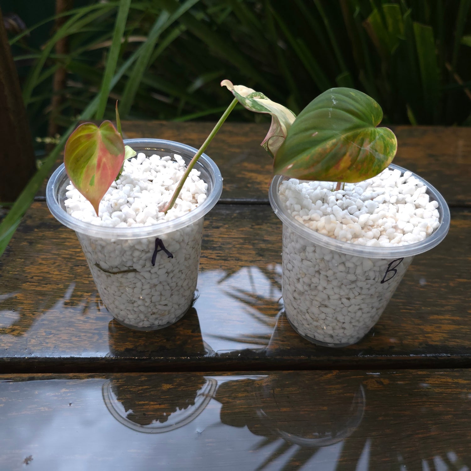 Rare Philodendron Micans Variegated established plant